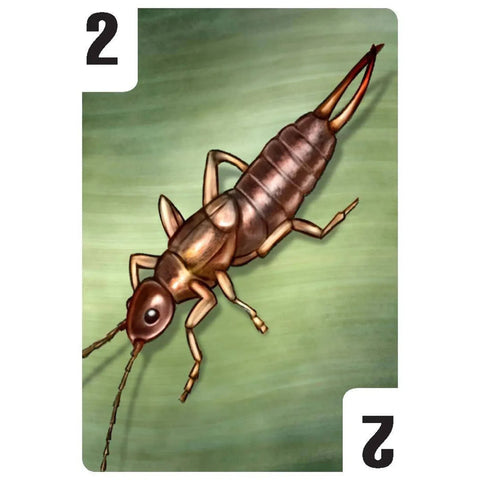 Bugs - Competitive Nature Card Game for Family, Adults, and Children (3-6 Players, Ages 10+) - Valley Games