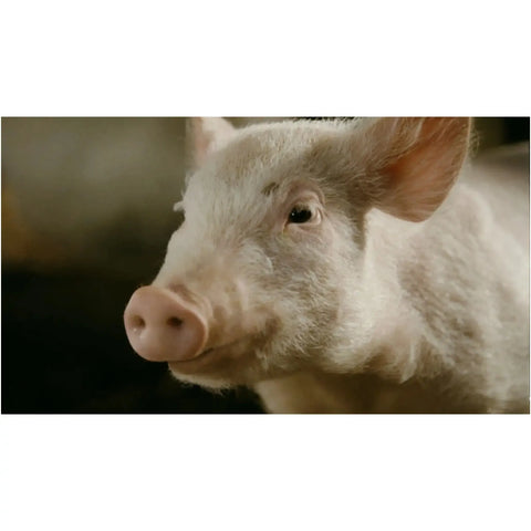 Charlotte’s Web | Live Action & Animated Movie | DVD | 2-Movie Collection