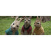 Peter Rabbit | Family Animated Movie | DVD